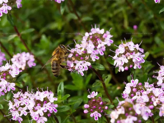 Caraway Thyme (Thymus herba-barona)