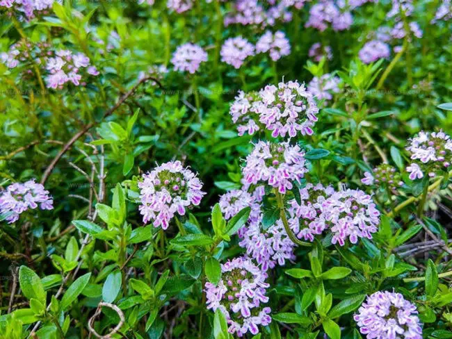 Oregano-Scented Thyme (Thymus pulegioides)