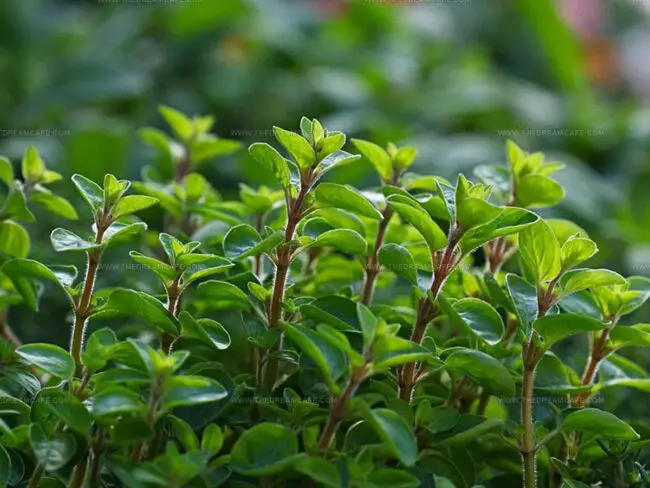 Sweet Marjoram (Origanum majorana)