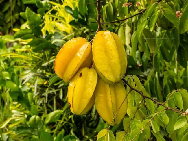 Fun Facts About Star Fruit