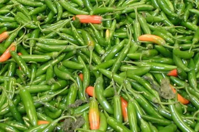 Serrano Peppers