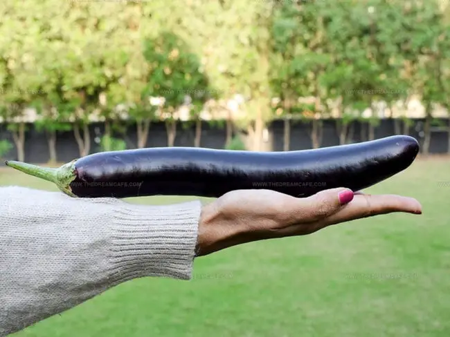 Common Types of Eggplant You’ll Find