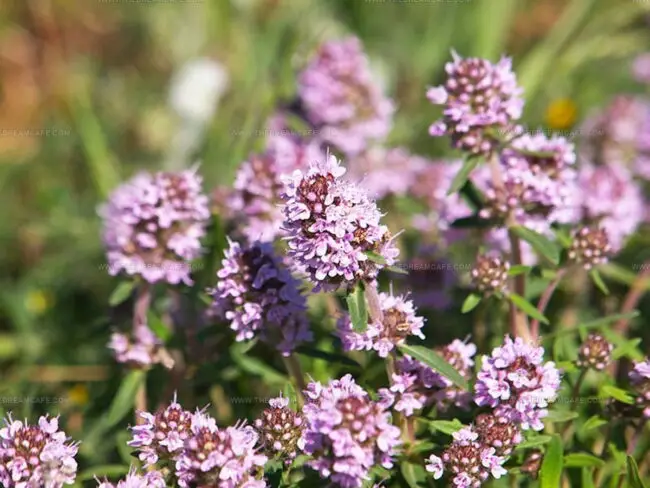 Common Thyme (Thymus vulgaris)