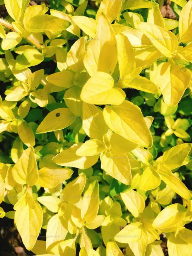 Golden Oregano (Origanum vulgare ‘Aureum’)