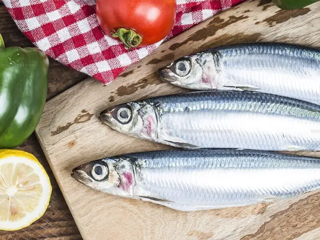 Sardines Introduction