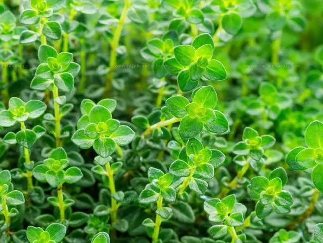 Lemon Thyme (Thymus x citriodorus)