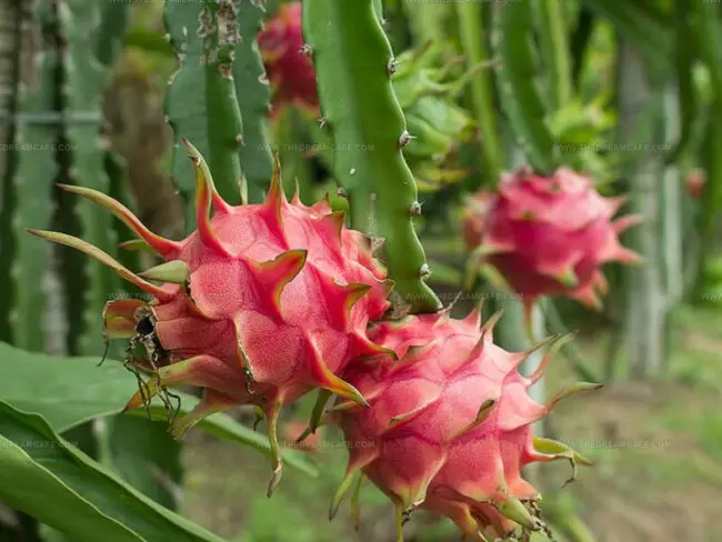 Dragon Fruit Overview